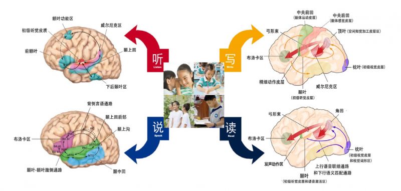 腦科學(xué)最新研究成果揭秘，開(kāi)啟人類心智新篇章的探索之旅