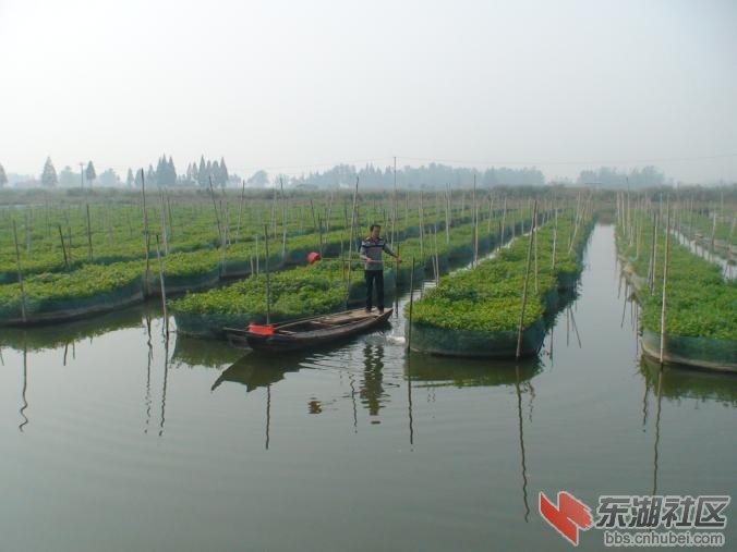 白竹湖農(nóng)場最新項目，農(nóng)業(yè)現(xiàn)代化與生態(tài)發(fā)展的典范引領工程