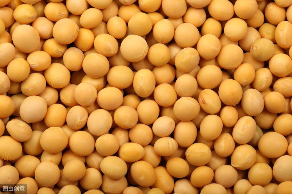 今日大豆期貨行情概覽與深度分析