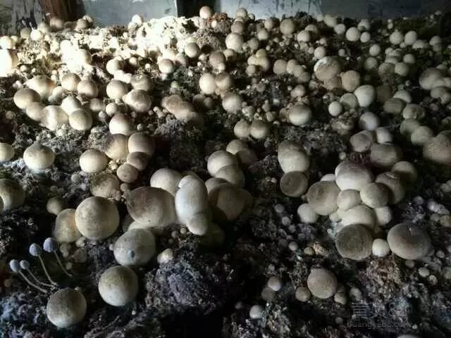 金蘑菇菇最新測評，品質(zhì)、口感與營養(yǎng)價值的深度解析