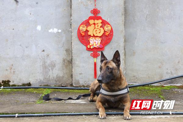賓果最新動態(tài)，引領(lǐng)數(shù)字娛樂新風(fēng)潮