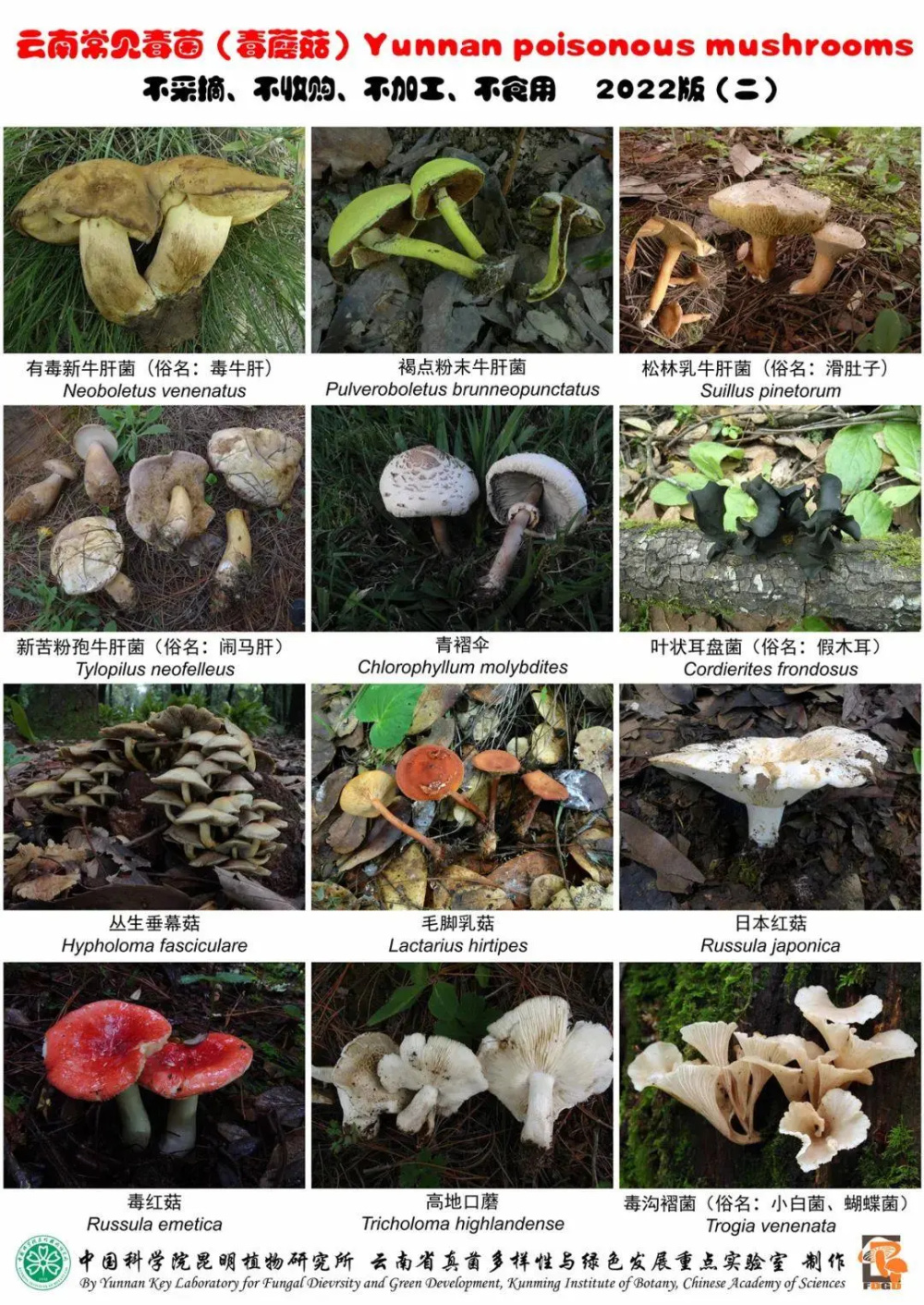 云南野生菌中毒最新情況分析與報告