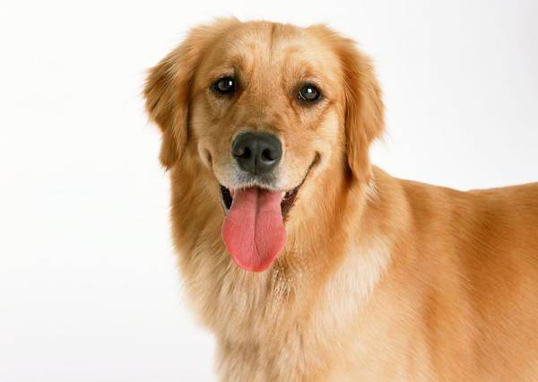 金毛犬最新推特動態(tài)，探索世界與時尚潮流的交織