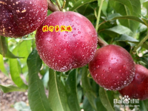 油桃最新品種，探索未來水果產(chǎn)業(yè)的明星之選